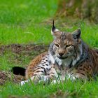 Der fette Luchs