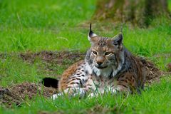 Der fette Luchs