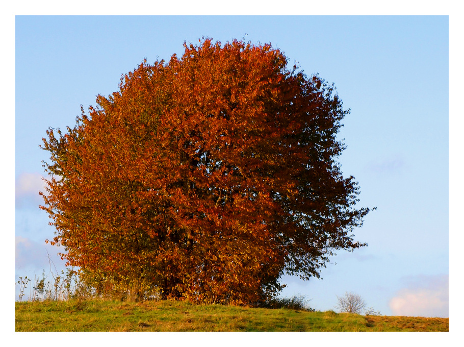 Der Feuerbaum