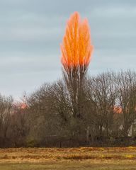 Der Feuerbaum