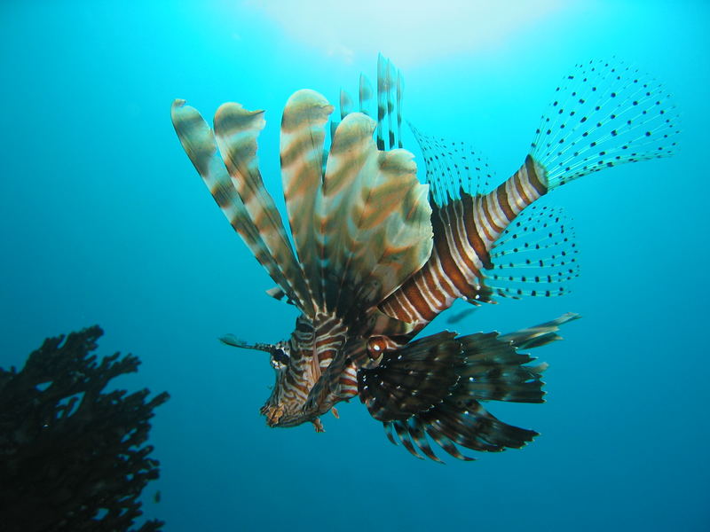 Der Feuerfisch im Segelflug