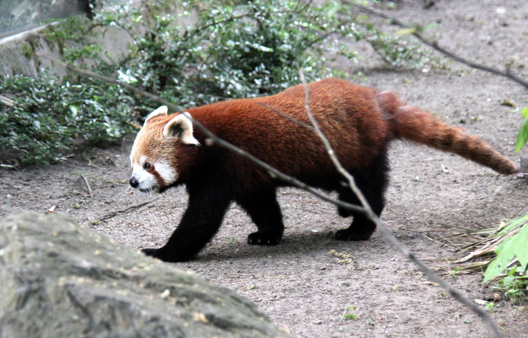 Der feuerrote Kleine Panda......