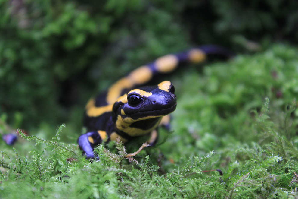 Der Feuersalamander