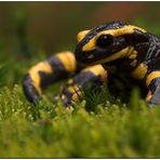 Der Feuersalamander - eine besonders geschützte Art