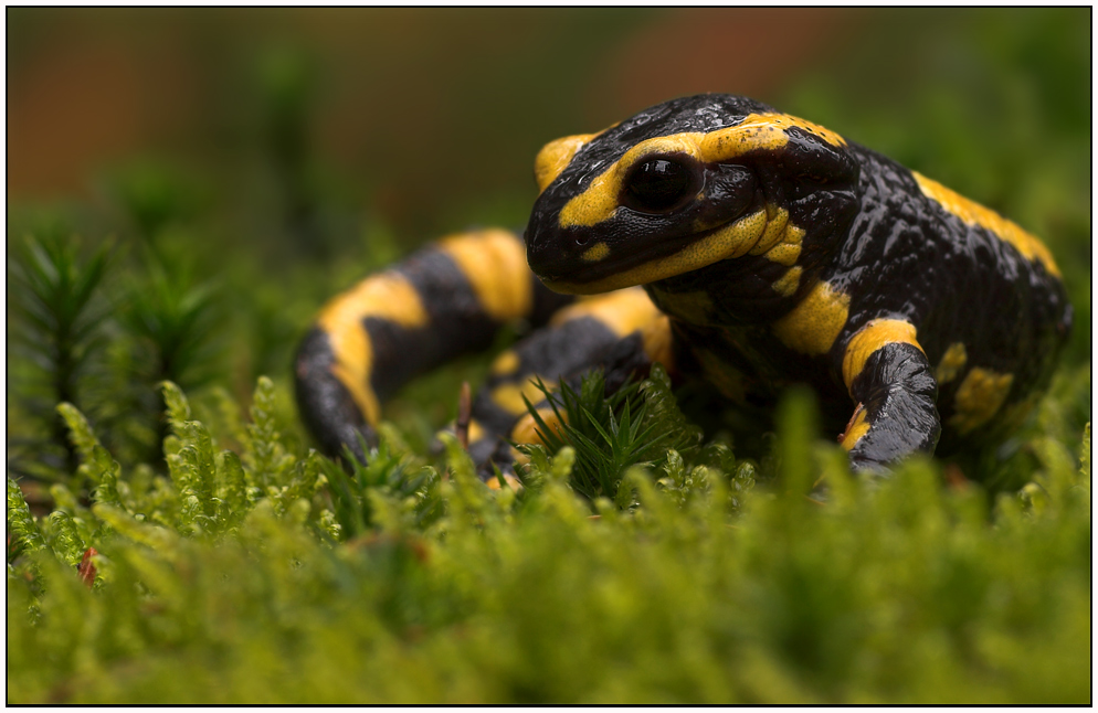 Der Feuersalamander - eine besonders geschützte Art