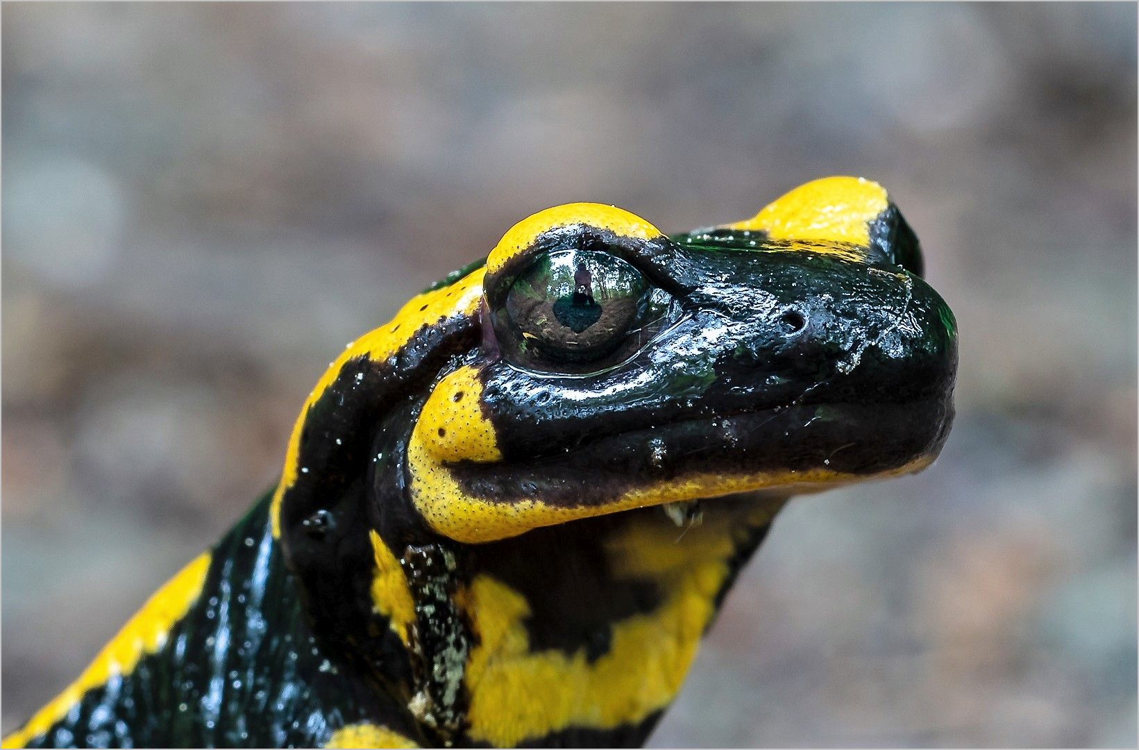  Der Feuersalamander, oder "Schau mir in die Augen" 