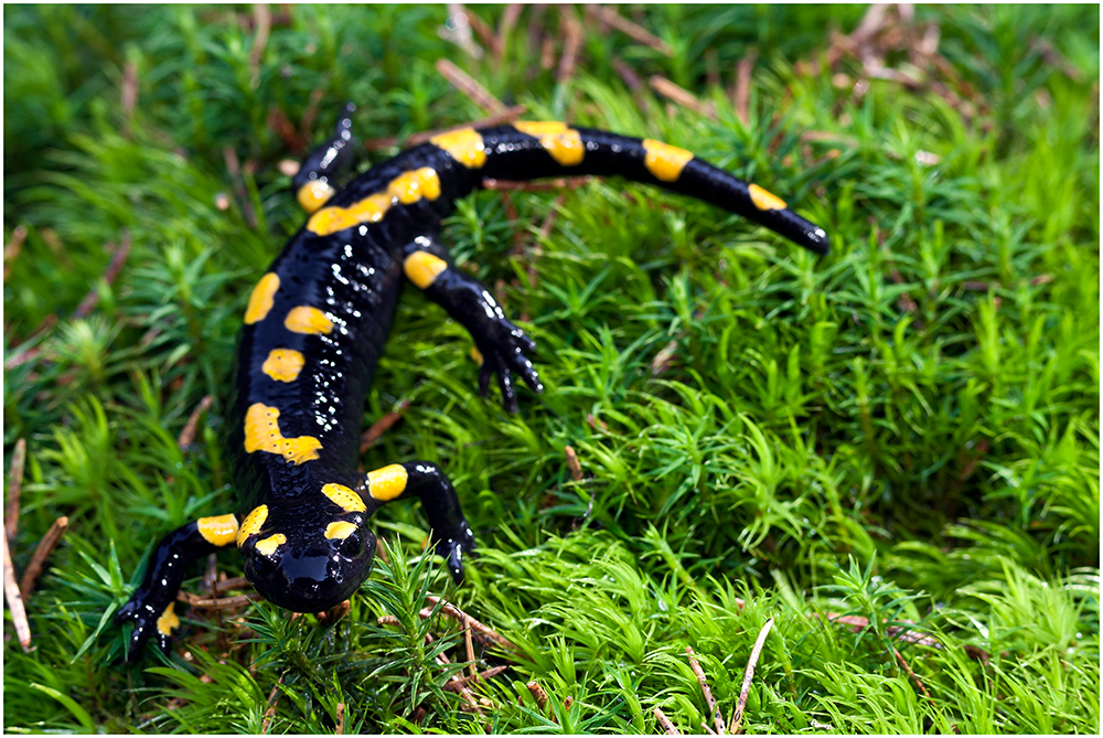 Der Feuersalamander (Salamandra salamandra)