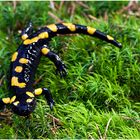 Der Feuersalamander (Salamandra salamandra)