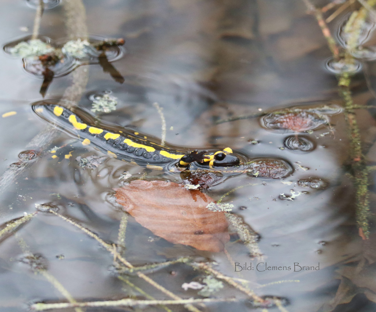 Der Feuersalamander winkt mir zu 