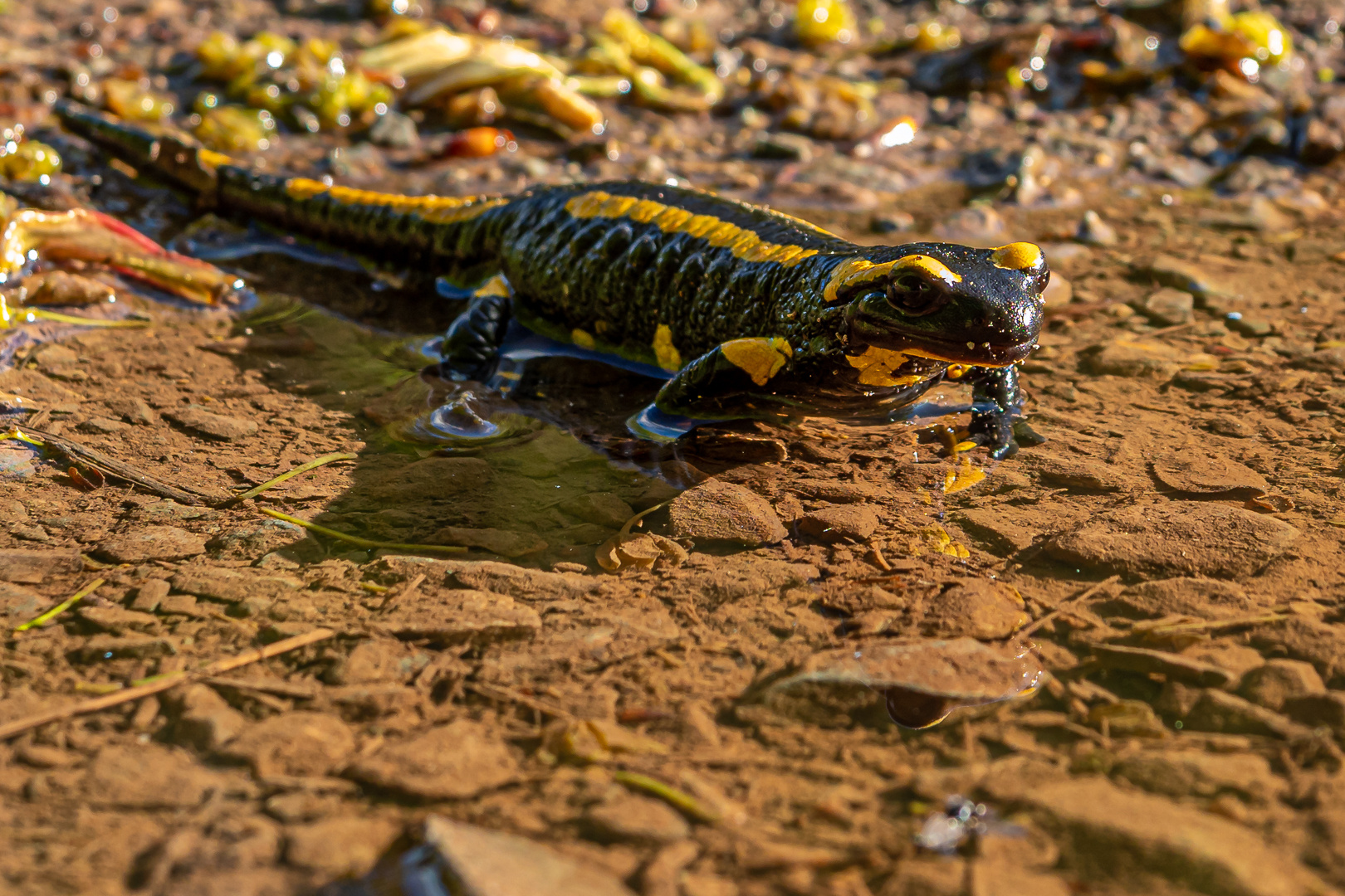 Der Feuersalammander