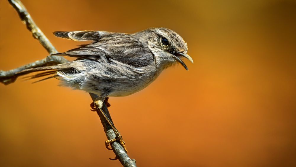 der Feuervogel