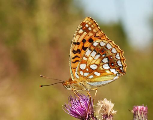 Der feurige Perlmutterfalter