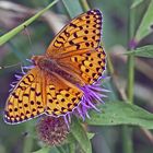 Der feurige Perlmutterfalter - Argynnis adippe und ich will damit ...