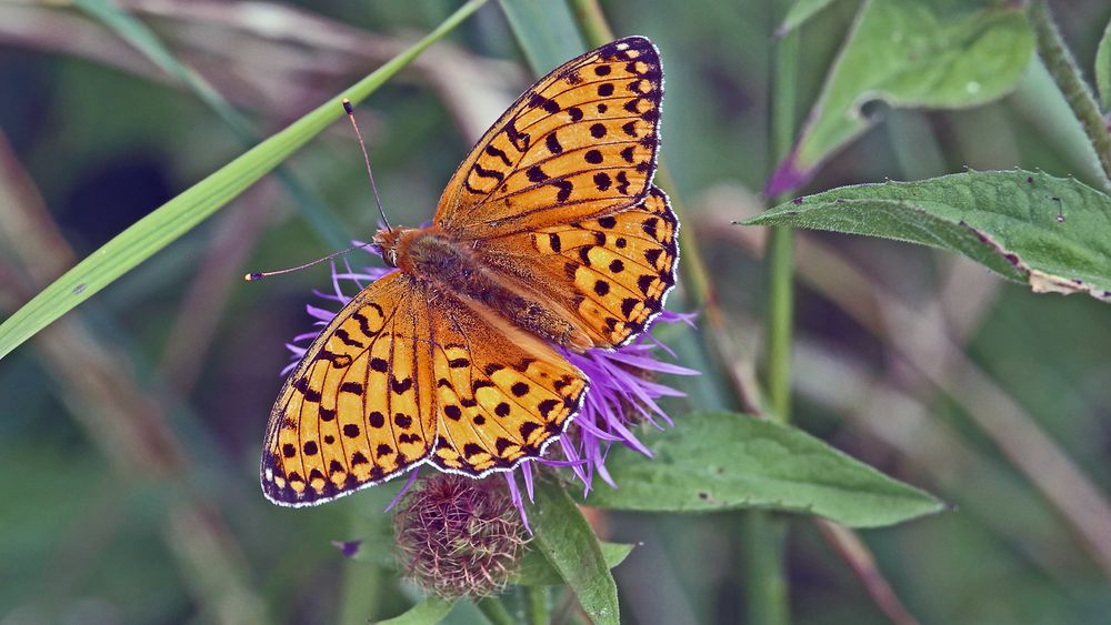 Der feurige Perlmutterfalter - Argynnis adippe und ich will damit ...