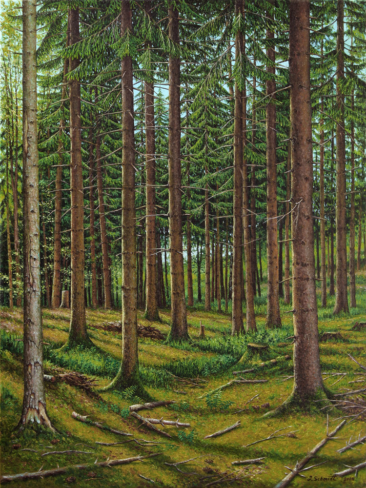 "Der Fichtenwald" 2014, 60/80 cm, Öl, Leinwand