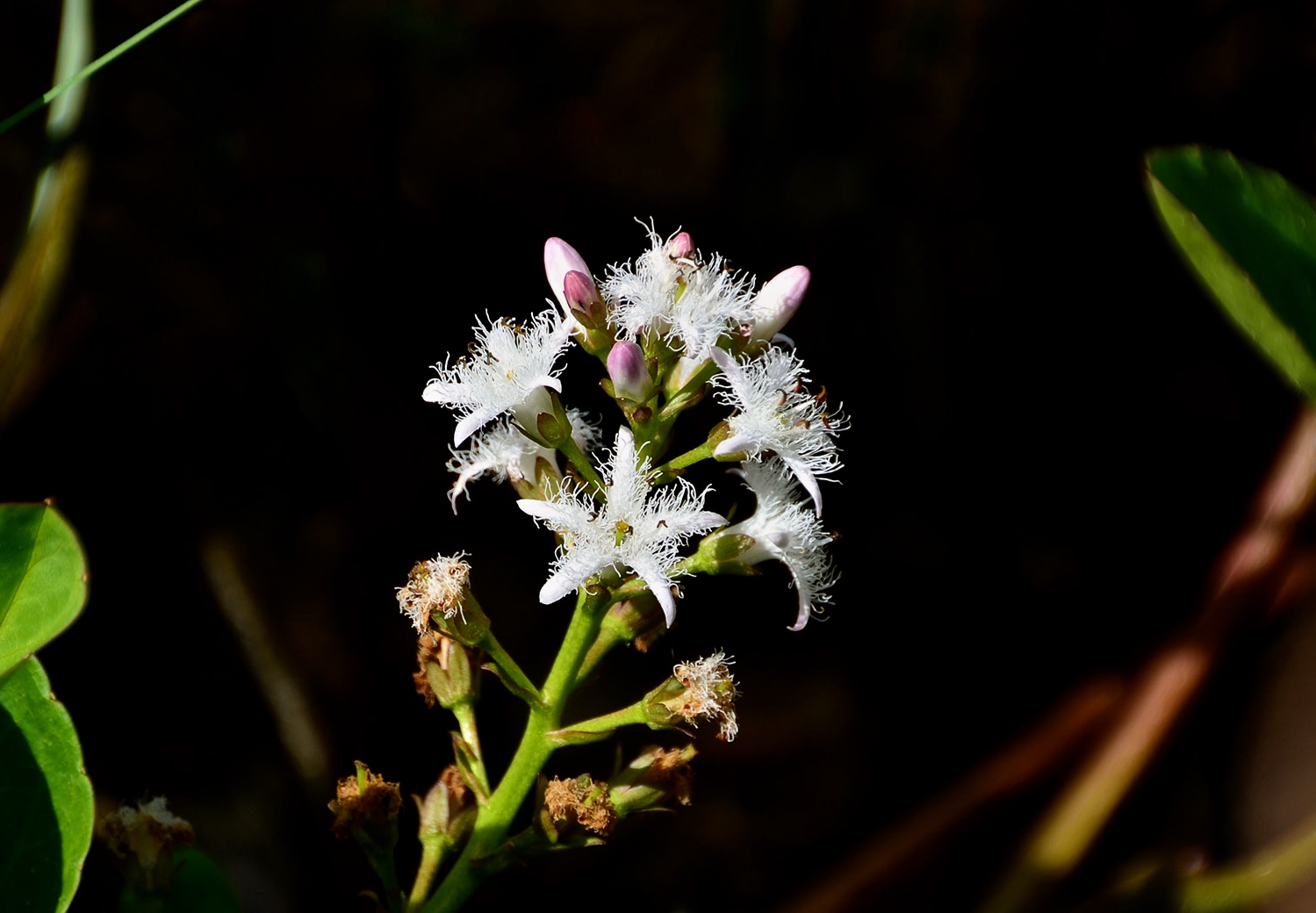 Der Fieberklee (Menyanthes trifoliata)