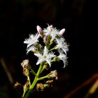 Der Fieberklee (Menyanthes trifoliata)