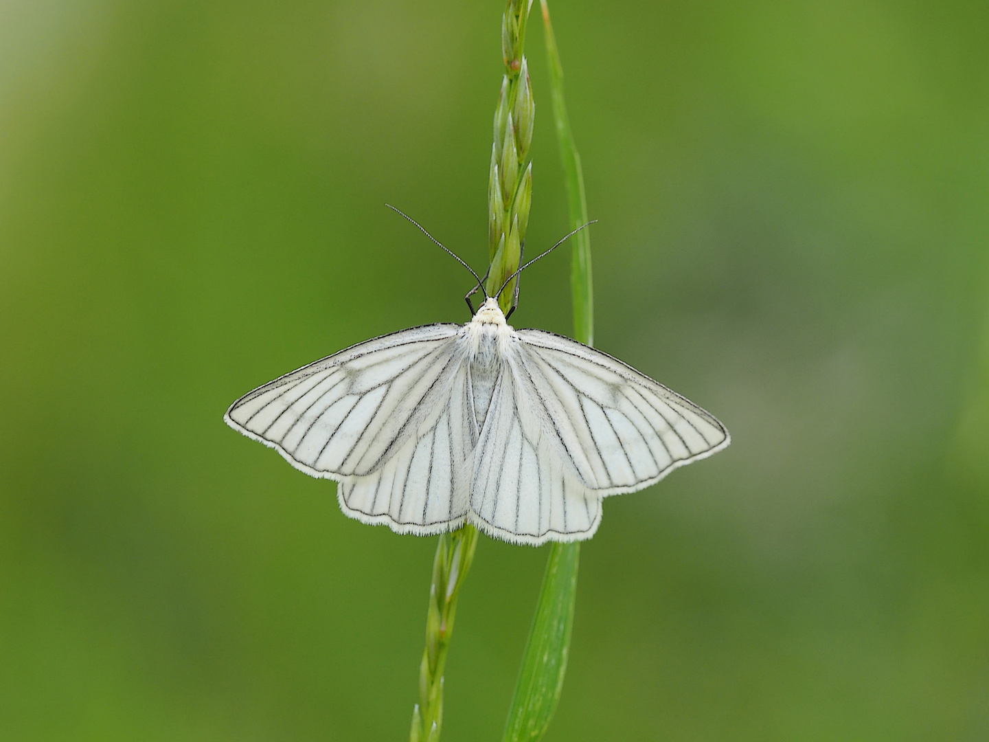 Der filigrane Hartheu-Spanner (Siona lineata). 