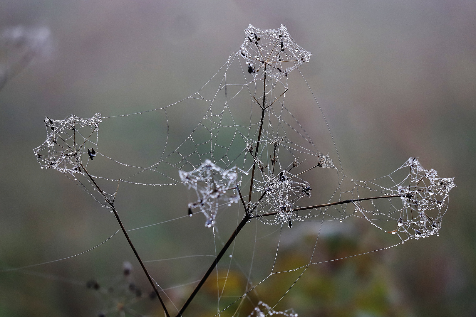 Der filigrane Regen- Nebeltanz