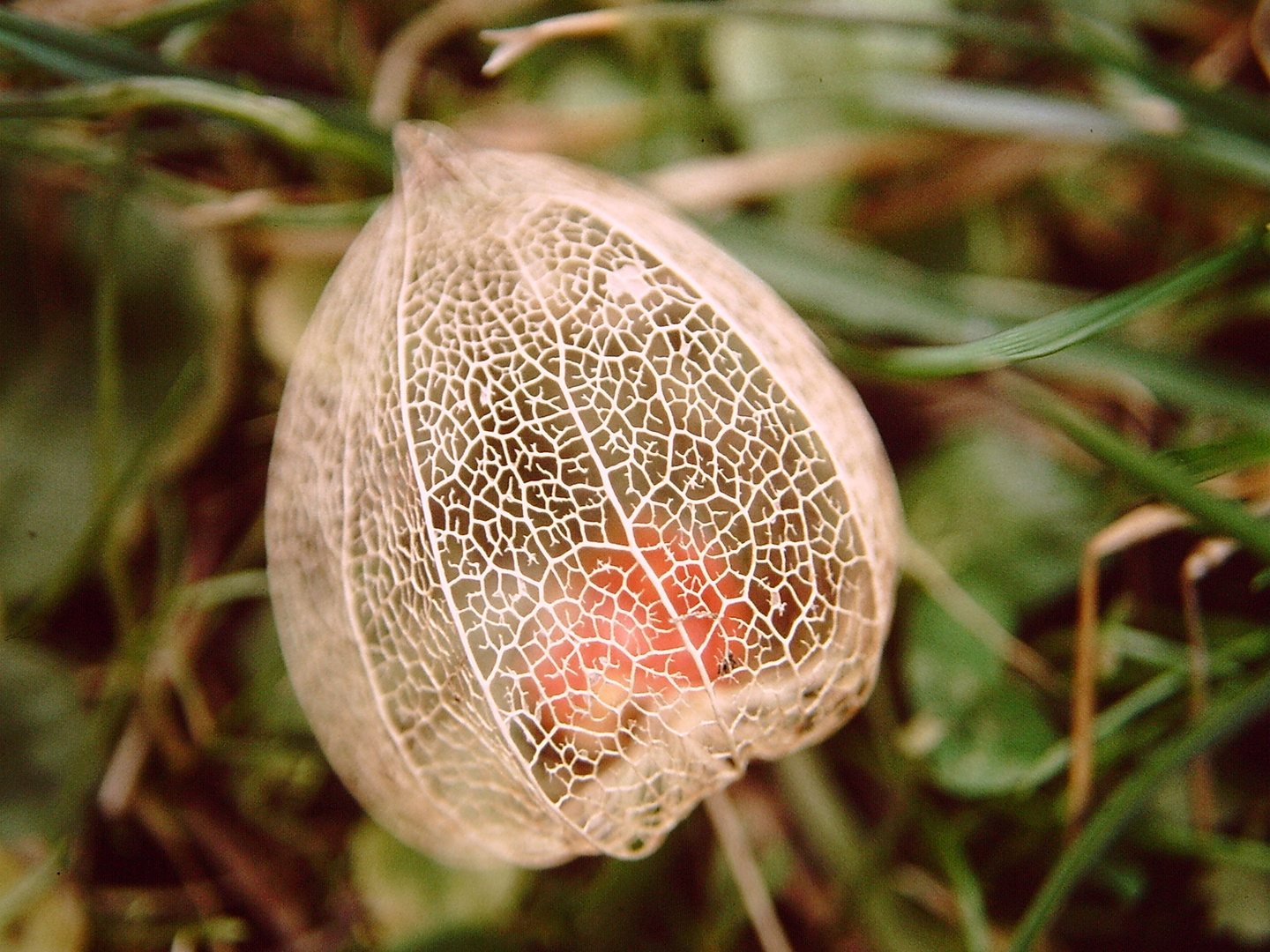 Der filigrane Rest einer Lampionsblume
