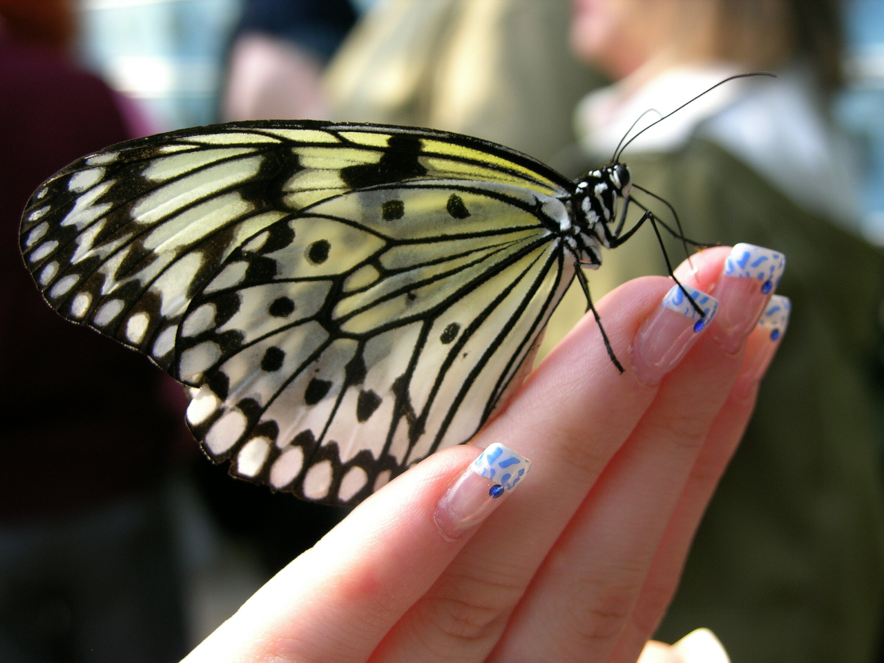 Der Fingernagel Fetischist