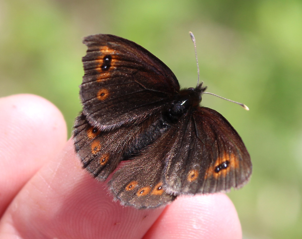 Der Fingersitzer 103 Erebia pronoe- Quellen-Mohrenfalter