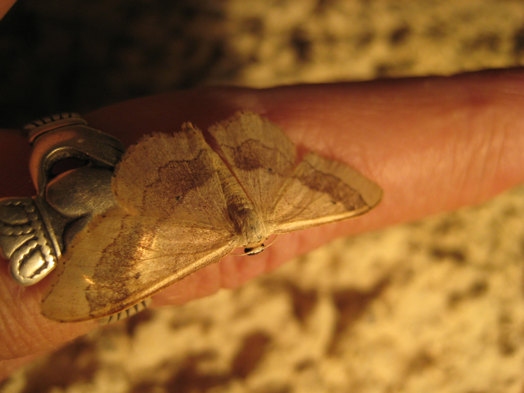 Der Fingersitzer 118 Idaea aversata-  breitgebänderter Staudenspanner