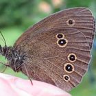 Der Fingersitzer 136 Aperantus hyperantus,  f.arete?- brauner Waldvogel