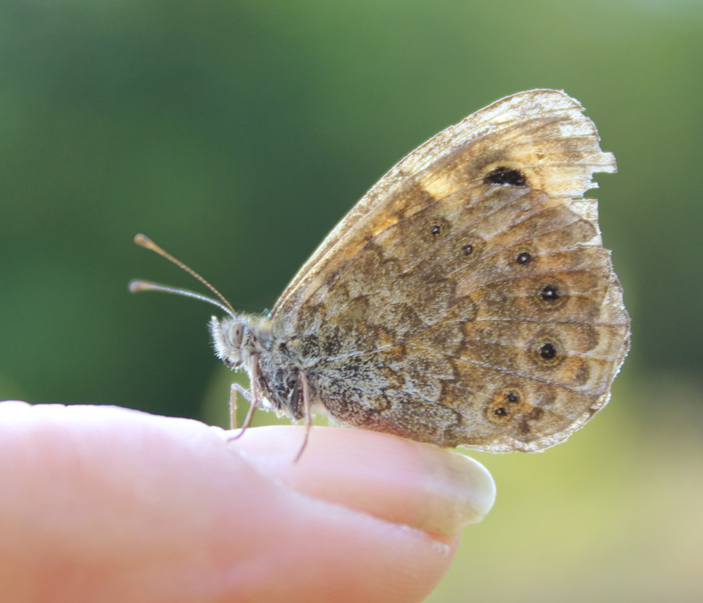 Der Fingersitzer 195 Lasiomate maegera- Mauerfuchs