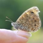 Der Fingersitzer 195 Lasiomate maegera- Mauerfuchs