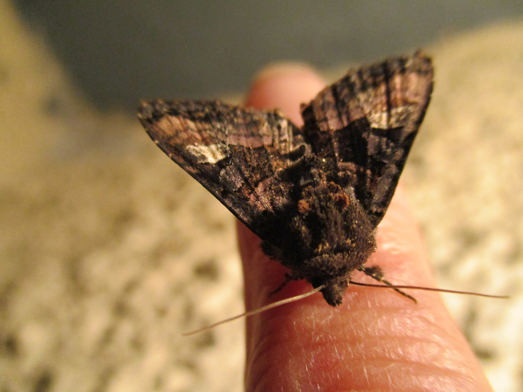  Der Fingersitzer 223 Euplexia  lucipara -Gelbfleck Waldschatteneule 