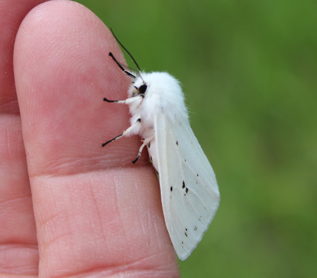  Der Fingersitzer 315 Spilosoma urticea- schmalflügeliger Fleckleibbär