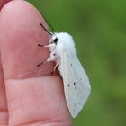  Der Fingersitzer 315 Spilosoma urticea- schmalflügeliger Fleckleibbär