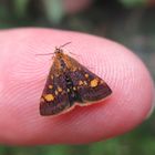  Der Fingersitzer 332 Pyrausta aurata 