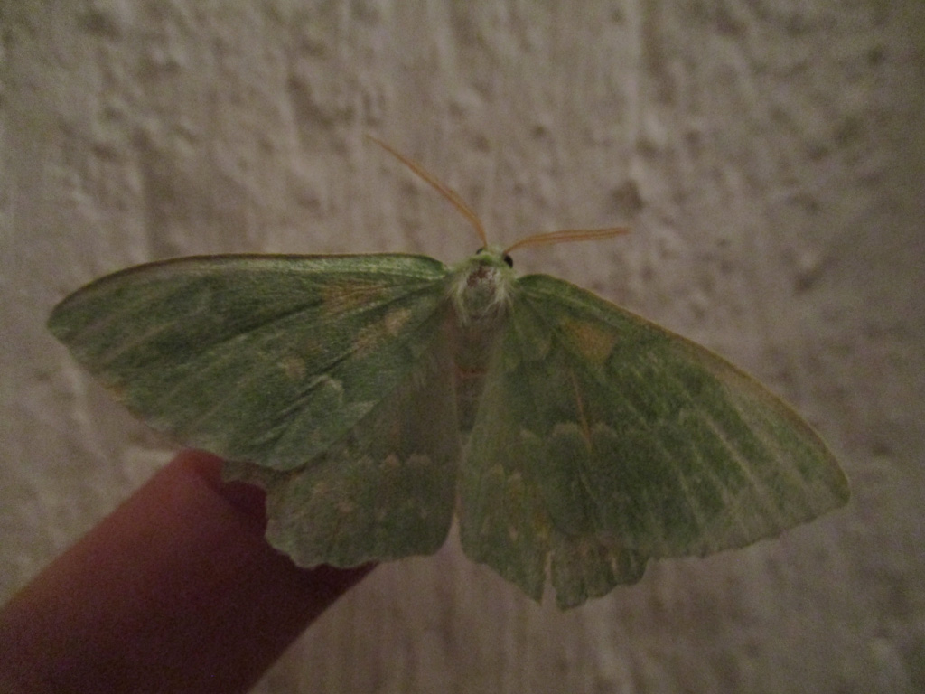  Der Fingersitzer 360 Geometra papilionaria- grünes Blatt 