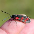  Der Fingersitzer 367 Zygaena transalpina 