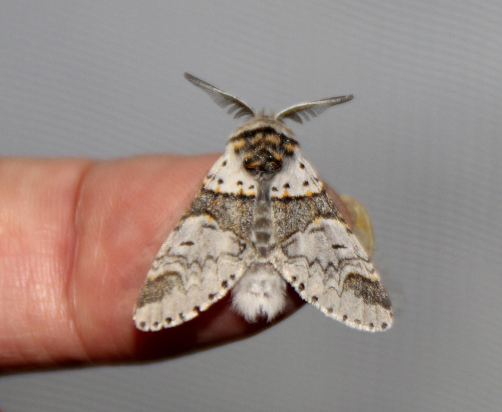 Der Fingersitzer 410  Furcula bifida- Espen-Gabelschwanz