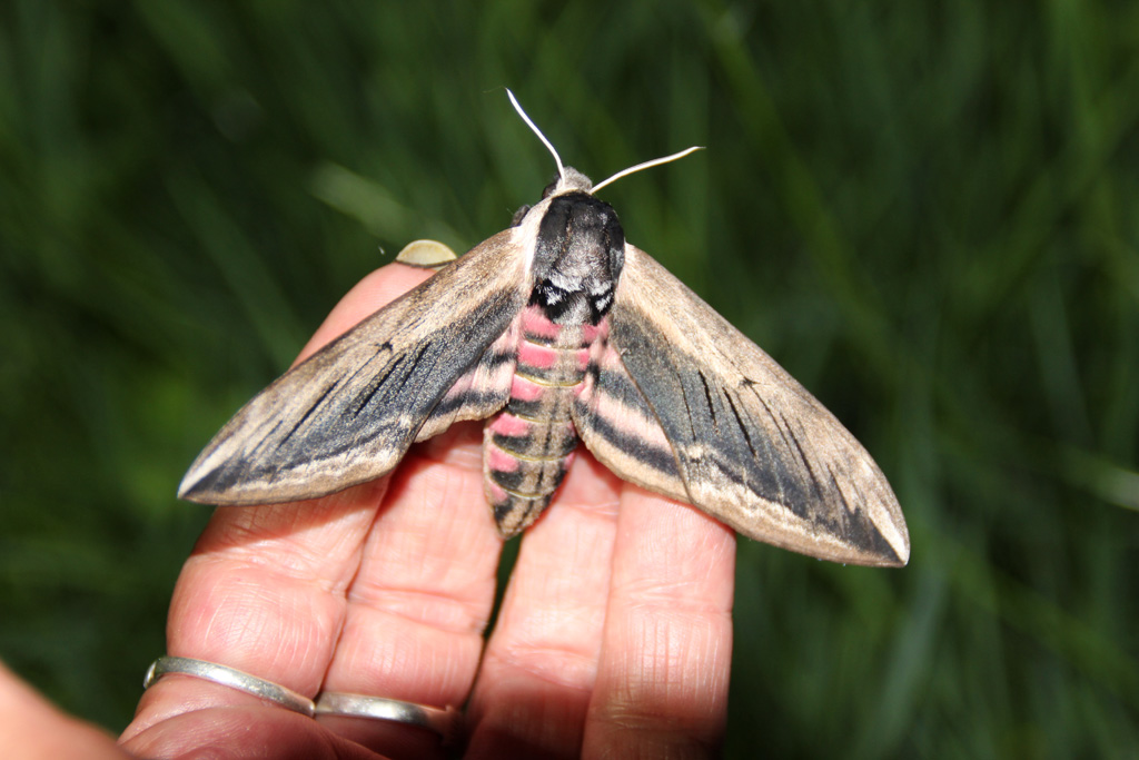  Der Fingersitzer 447 Sphinx ligustri- Ligusterschwärmer