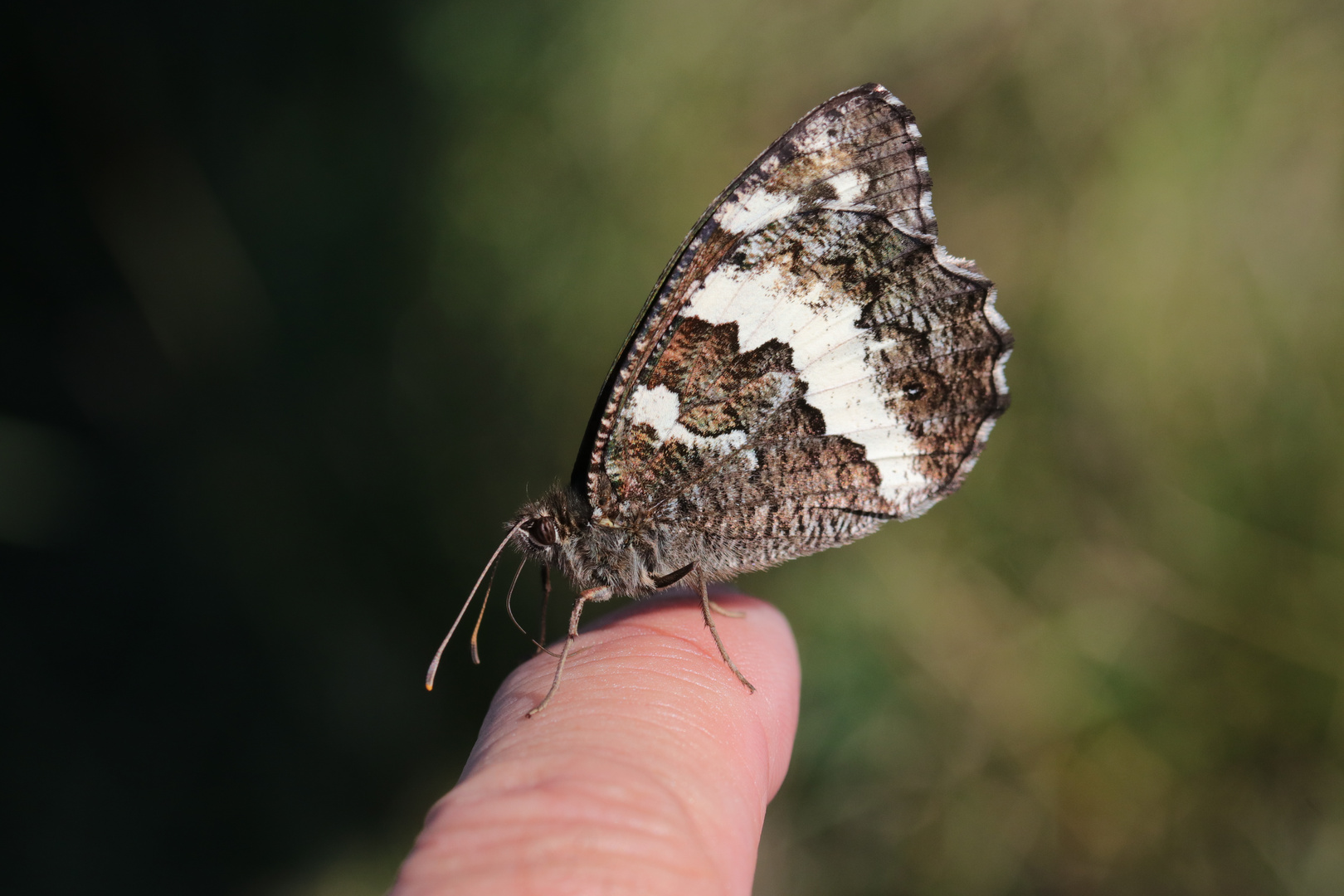 Der Fingerzeig