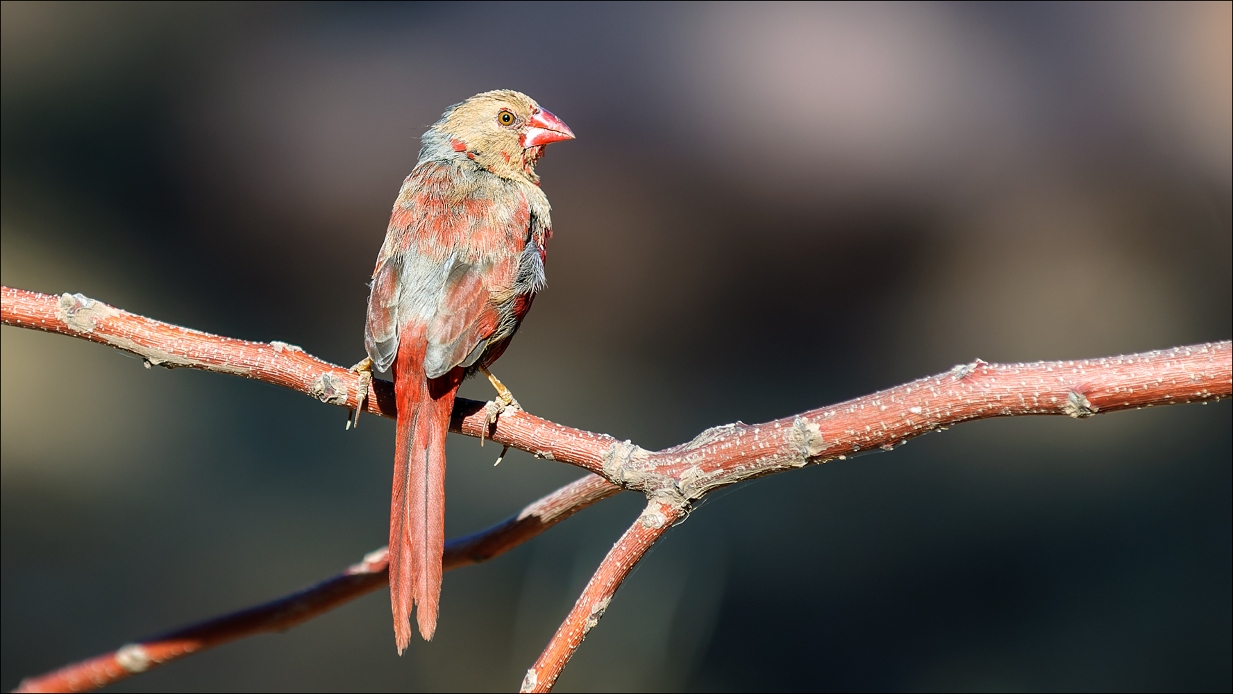 Der Fink Foto & Bild tiere, wildlife, wild lebende vögel Bilder auf