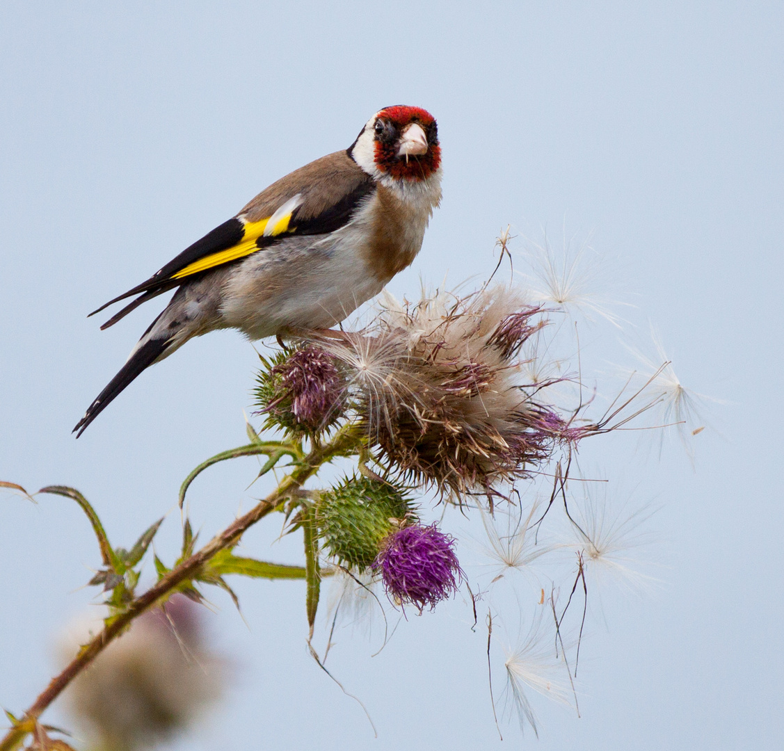 Der Fink auf der Distel