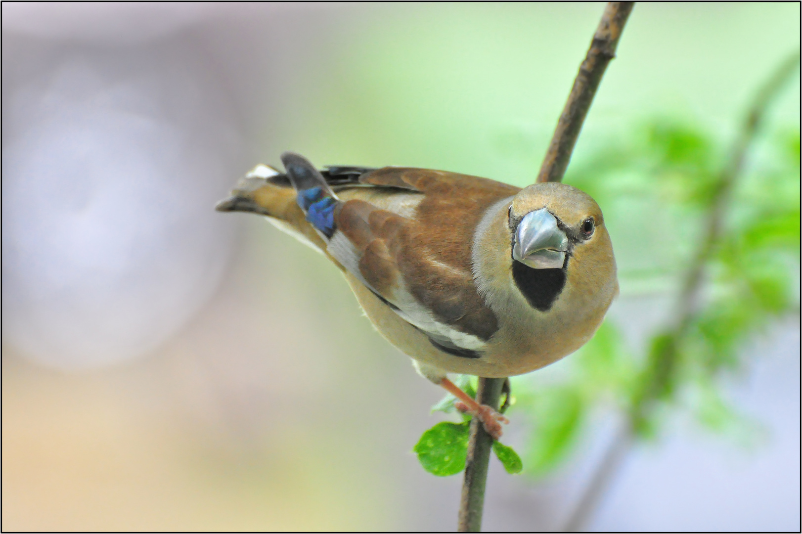 Der Finkenkönig......    (Coccothraustini)