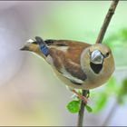 Der Finkenkönig......    (Coccothraustini)