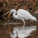 "Der Fisch haut ab ....." (ISO 3200)