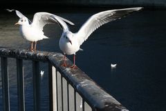 Der Fisch heute morgen war sooooooooo gross, ehrlich!!