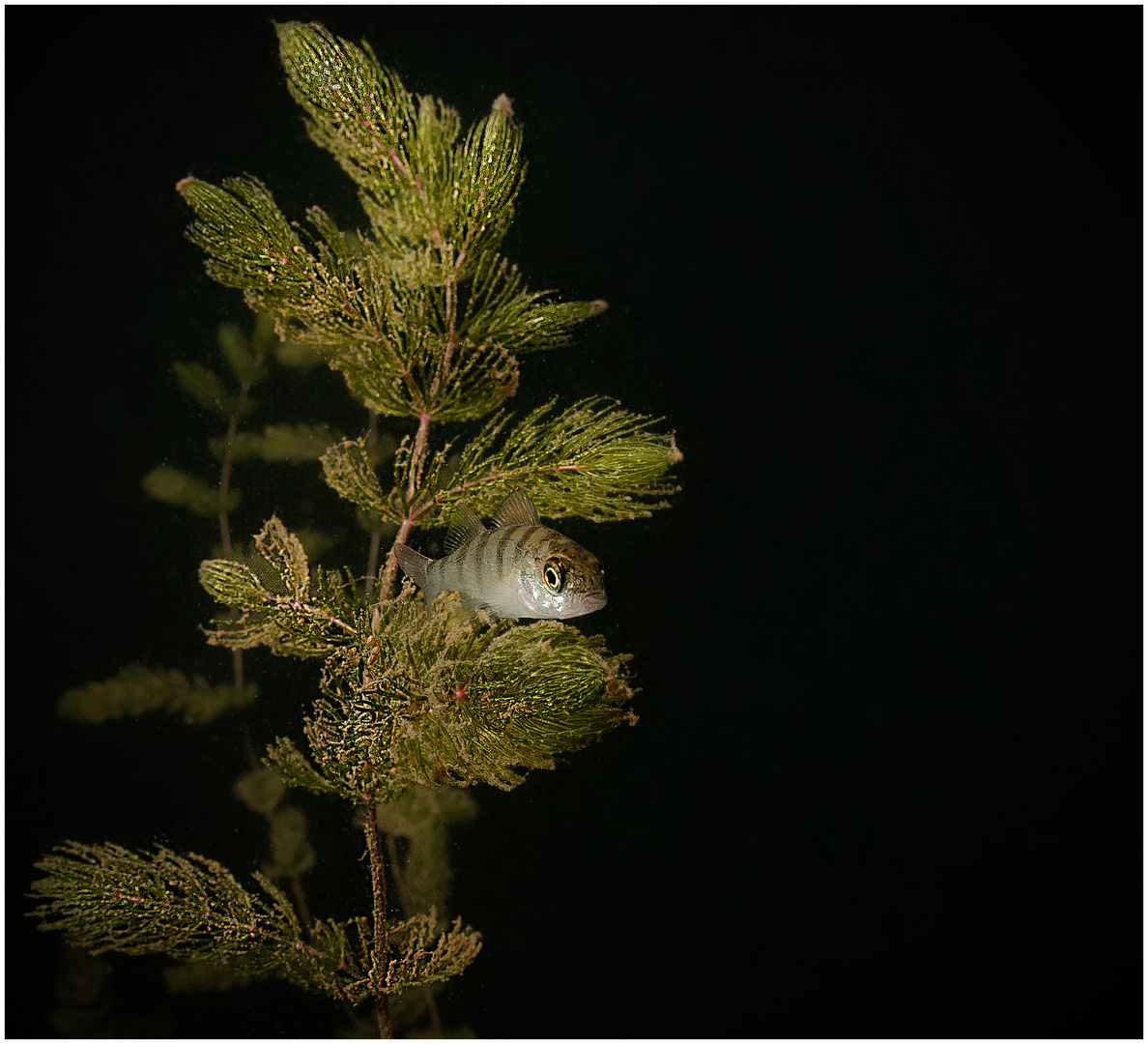 Der Fisch im Baum