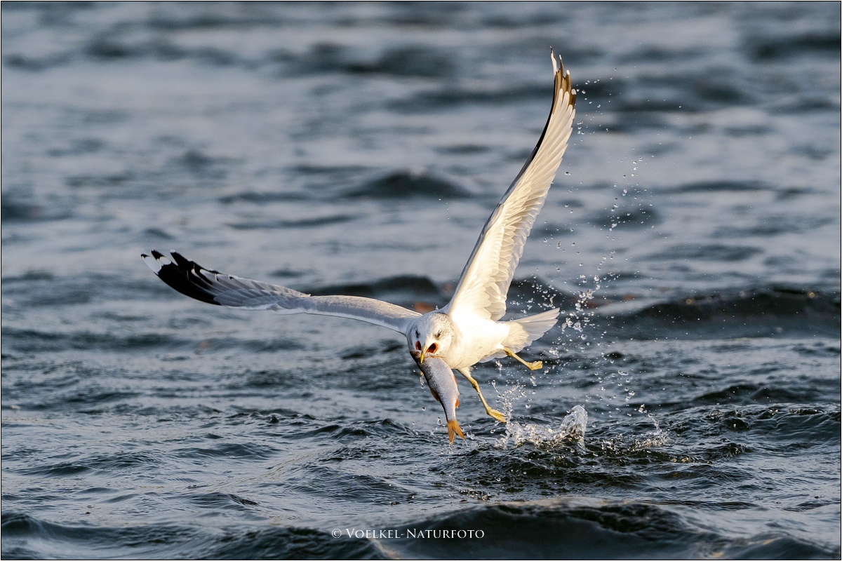 Der Fisch ist zu groß