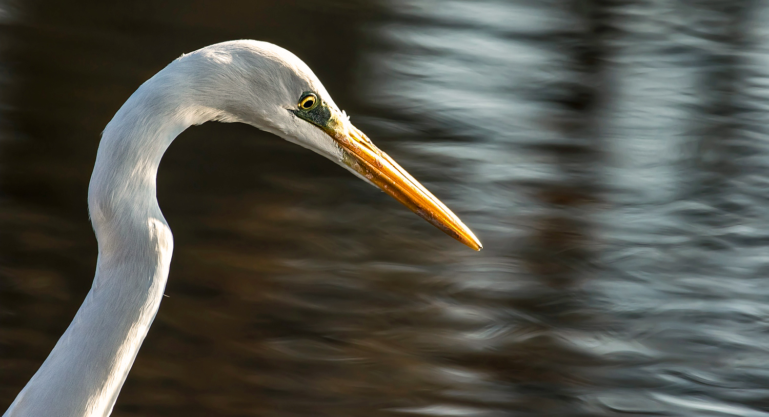 "Der Fisch-Killer-Blick"