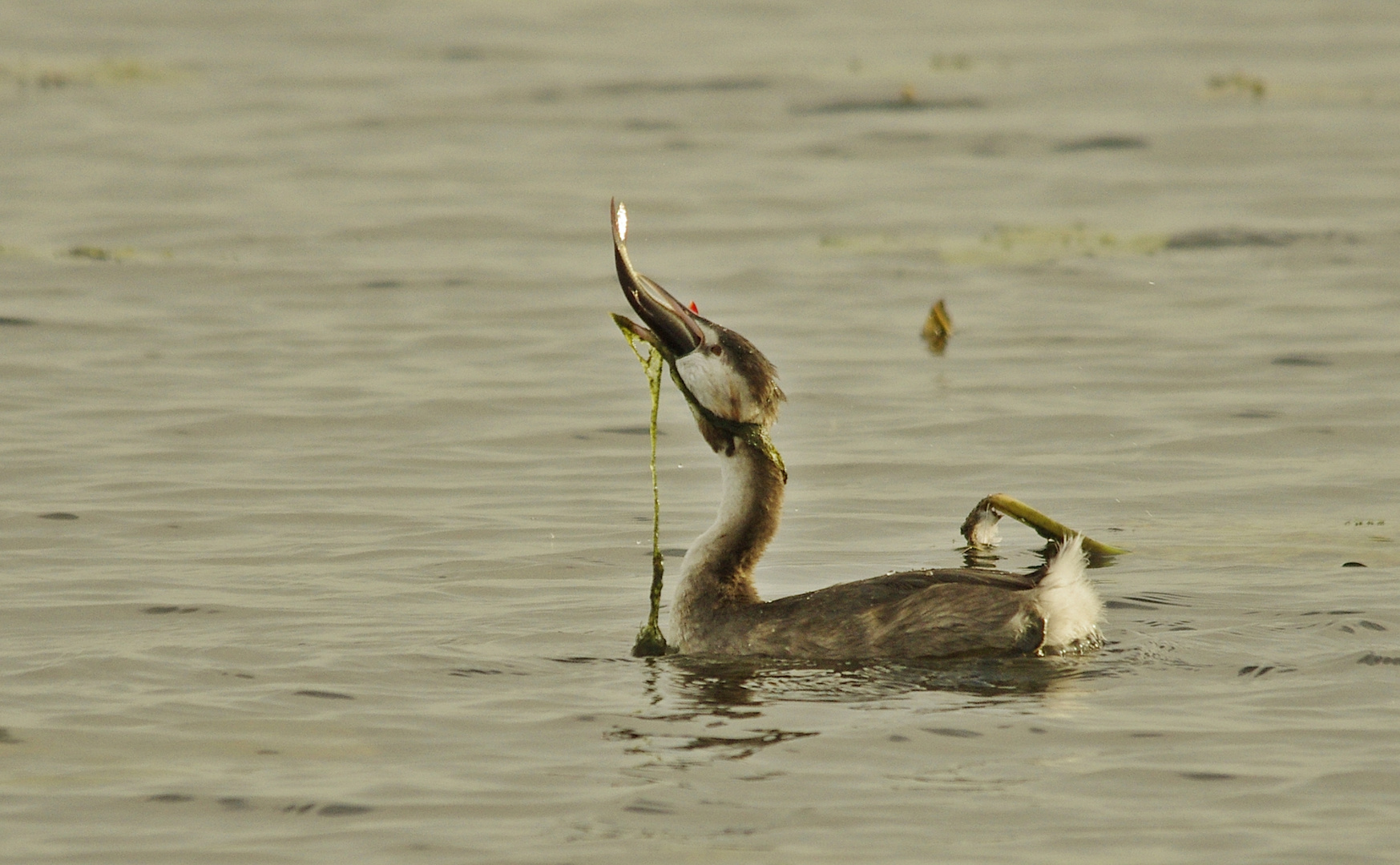 Der Fisch muss in den Vogel - egal wie!