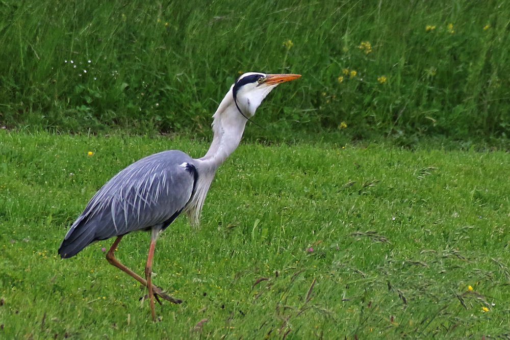 der Fisch steckt im Hals